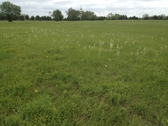 Penstemon oklahomensis