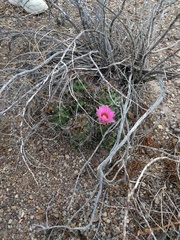 Coryphantha macromeris macromeris