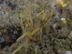 Axinella