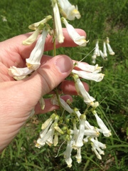Penstemon oklahomensis
