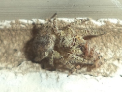 Mexigonus
