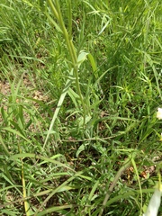 Penstemon oklahomensis