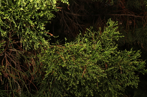 Image of Callitris columellaris by (c) Greg Tasney, some rights reserved (CC BY-SA)