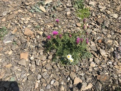 Carduus defloratus carlinifolius