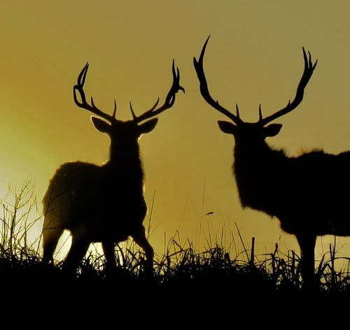 Tule Elk photographed in California
