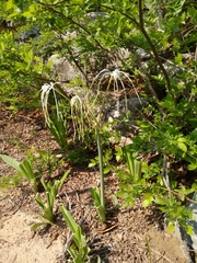 Hymenocallis acutifolia