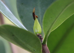 Elingamita johnsonii