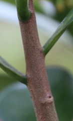 Elingamita johnsonii