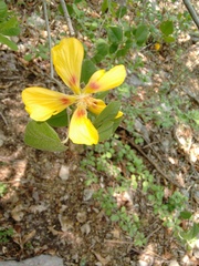 Bakeridesia pittieri