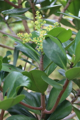 Elingamita johnsonii