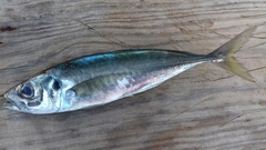 Trachurus