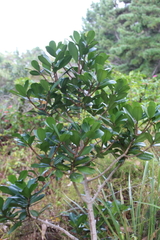 Elingamita johnsonii
