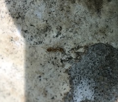 Monomorium clavicorne