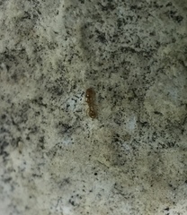 Monomorium clavicorne