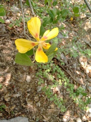 Bakeridesia pittieri