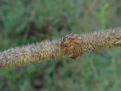 Homaemus aeneifrons