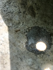 Monomorium clavicorne