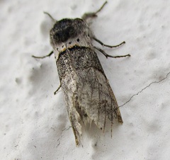 Furcula bifida