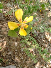 Bakeridesia pittieri