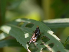 Dichomeris ochripalpella