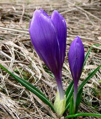Crocus veluchensis