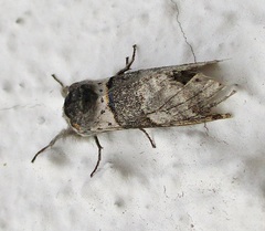 Furcula bifida