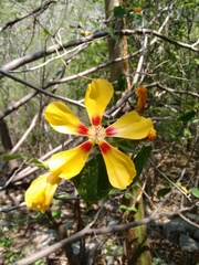Bakeridesia pittieri