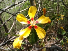 Bakeridesia pittieri