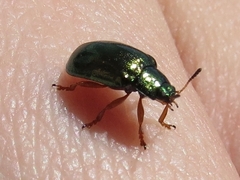 Plagiosterna formosana