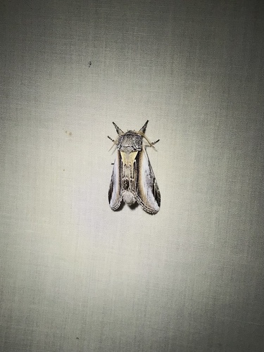 Black-rimmed Prominent photo 6