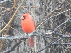 Cardinalis cardinalis