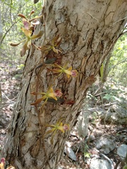 Encyclia rodolfoi