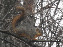 Sciurus niger