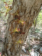 Encyclia rodolfoi