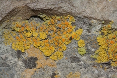 Polycauliona bolacina