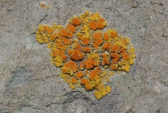 Polycauliona bolacina