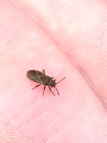 Elm Seed Bug, Noord-Brabant, NL, photo 10 of 10