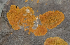 Polycauliona impolita