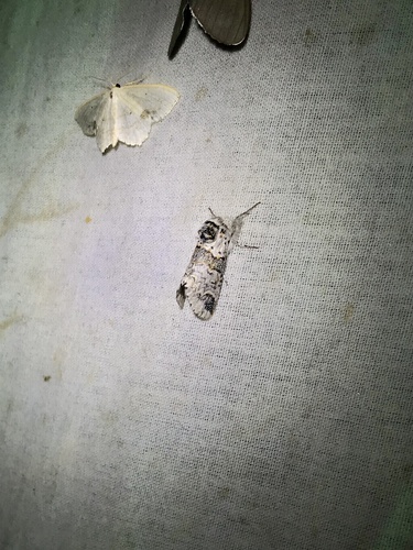 Western Furcula Moth photo 4