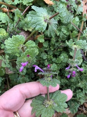 Lamium amplexicaule