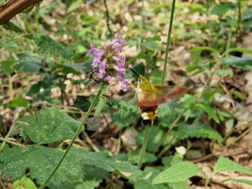 Hemaris fuciformis