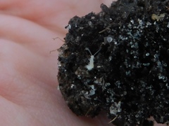 Symphyla