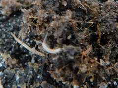 Symphyla