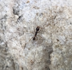 Pheidole indica