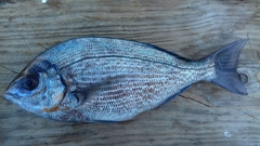 Spondyliosoma cantharus