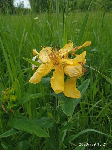 Great St. Johnswort (Hypericum ascyron)