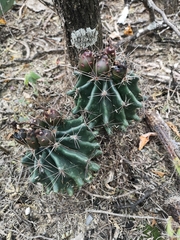 Hamatocactus