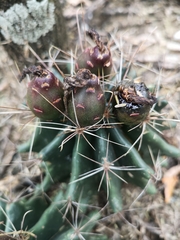 Hamatocactus