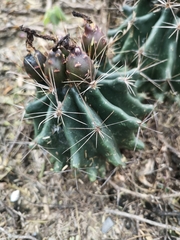 Hamatocactus