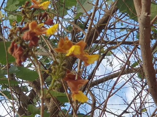 Kashmir tree